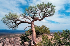 05-Tent-Rocks-03-04-01-35-1920x1278