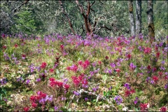 04-Grants-Pass-24-04-1981-Cathedral-Hills-1920x1277