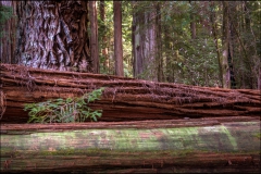 15-Jedediah-Smith-Redwoods-SP-24-04-2714-Stout-Grove-1920x1277